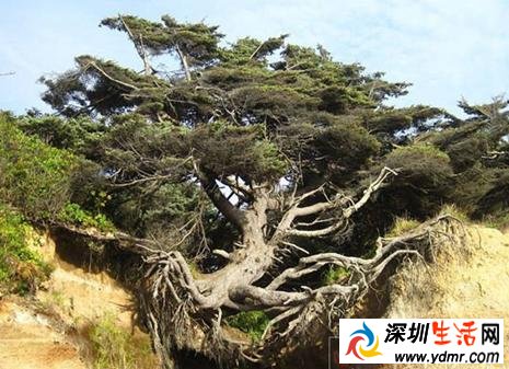 美国树坚强走红照片 整棵树的树根几乎悬空