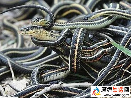 毒蛇咬女儿治病好惊悚以毒攻毒 没文化好可怕!