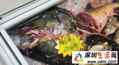 天价鱼
