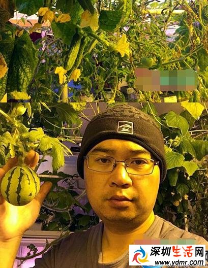 王征自述南极种出蔬菜原因关键技术 医生南极种出蔬菜好吃吗?