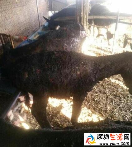 山东成武县苟村集镇农妇打一个喷嚏一哆嗦 烧伤八头毛驴