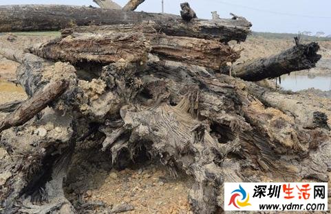 村民挖出25米长乌木 乌木是什么