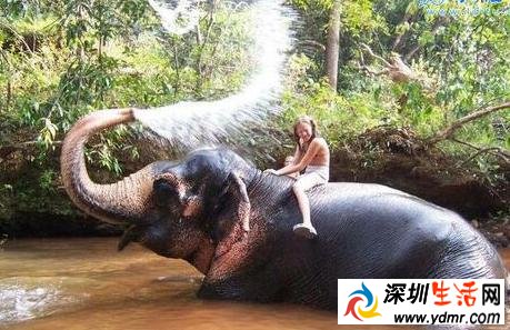 动物园经理被大象被踩死究竟是怎么回事 目击者当场被吓晕
