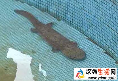 中山南朗供水有限公司净水厂现四脚鱼 疑似“娃娃鱼”