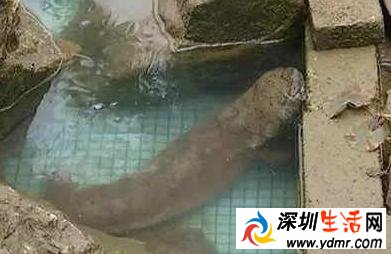 中山南朗供水有限公司净水厂现四脚鱼 疑似“娃娃鱼”