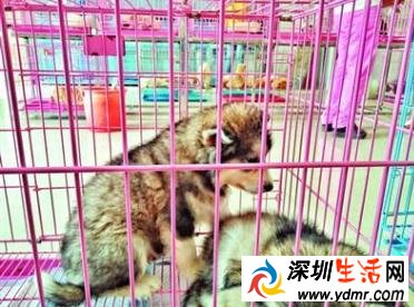 小狗买回第二天就病了 宠物店卖病狗后换名真相曝光