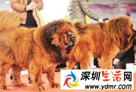 数十万元藏獒白送没人要