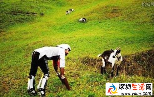 失业男子变山羊因厌倦生活变成山羊 整天吃草与母羊恋爱!