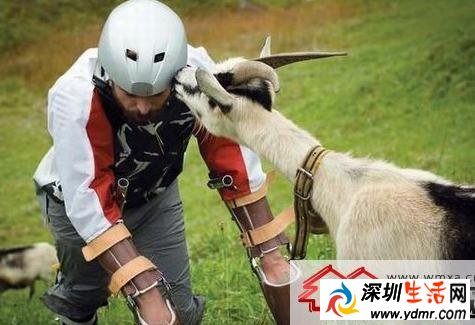 失业男子变山羊因厌倦生活变成山羊 整天吃草与母羊恋爱!