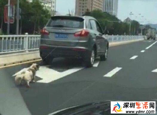 虐待动物事件:山东威海戚某驾车拖拽犬只致死