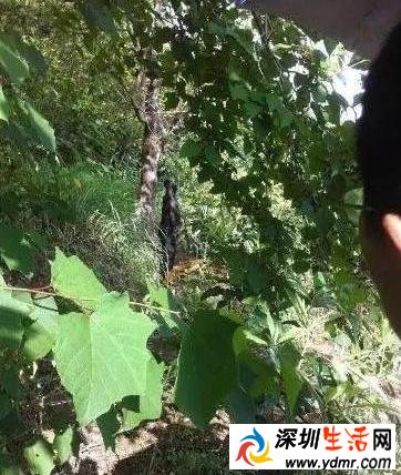 公路局长周瑞远吊死树上现场图 瑞远资料简历