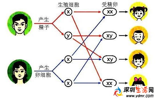 女子22岁没来过“大姨妈”怎么回事?竟是少了一条X染色体