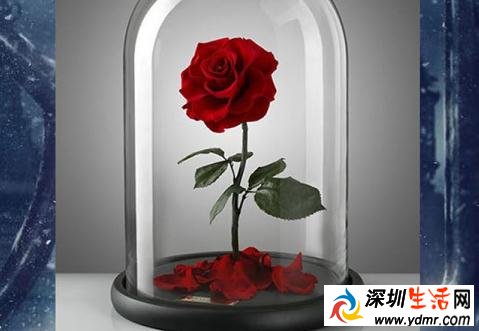 永恒玫瑰没水没阳光可活3年?永生玫瑰花多少钱一朵?