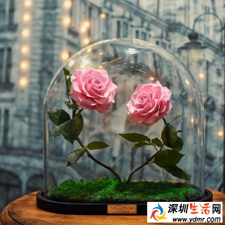 永恒玫瑰没水没阳光可活3年?永生玫瑰花多少钱一朵?