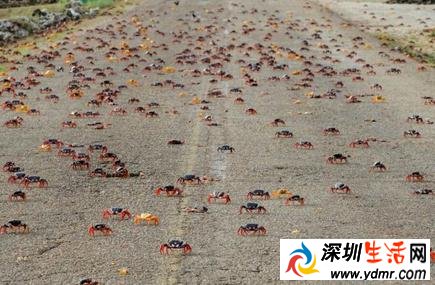 古巴百万螃蟹横行 古巴猪湾螃蟹大军横穿公路