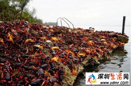 古巴百万螃蟹横行 古巴猪湾螃蟹大军横穿公路