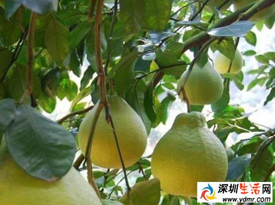 柚子叶怎么用去晦气 柚子叶去晦气的做法