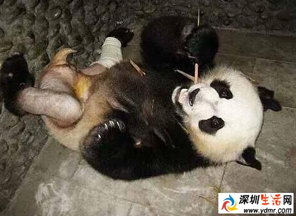 往事不堪回首 大熊猫被“脱裤子”照爆红 羞羞羞
