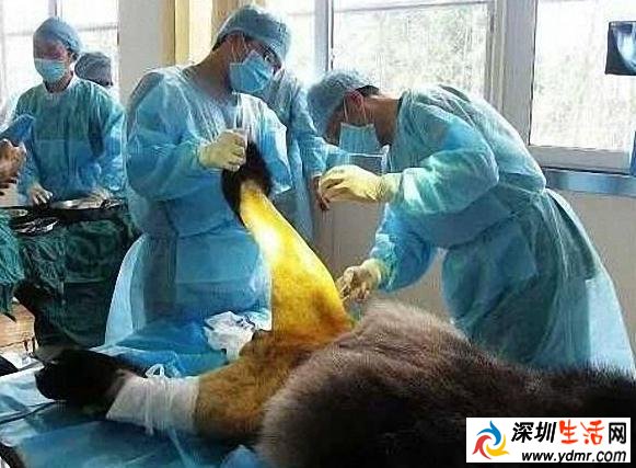 往事不堪回首 大熊猫被“脱裤子”照爆红 羞羞羞