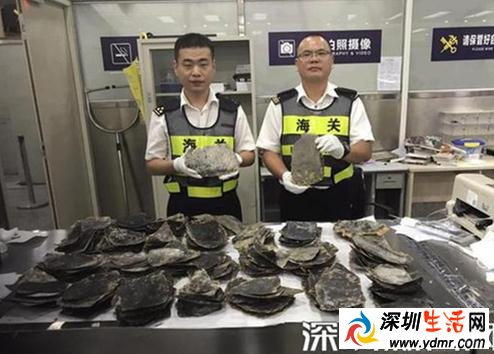 深圳海关查获濒危野生动物玳瑁背甲片246片