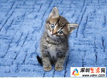 猫鼻子灵敏吗-嗅觉最灵敏的动物是什么?