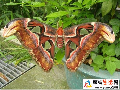 猫鼻子灵敏吗-嗅觉最灵敏的动物是什么?