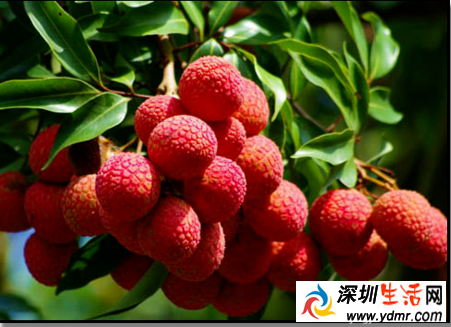 荔枝一天吃多少合适 荔枝不能和什么一起吃