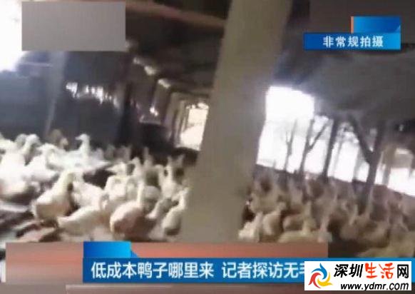 18元烤鸭调查解密 这样的烤鸭你敢吃吗?