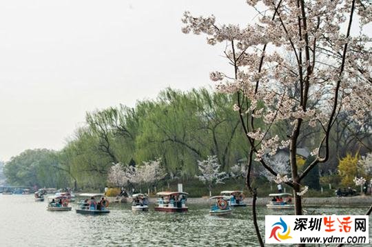 北京玉渊潭樱花几月开2019年 2019玉渊潭樱花几月开