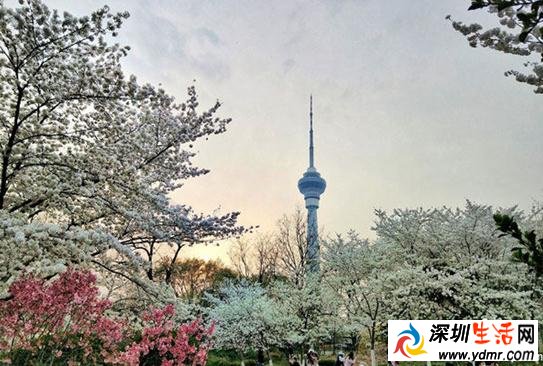 北京玉渊潭樱花几月开2019年 2019玉渊潭樱花几月开