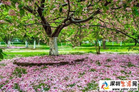北京玉渊潭樱花几月开2019年 2019玉渊潭樱花几月开