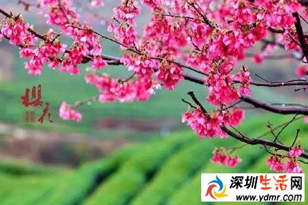又到3月樱花季 国内哪些地方有樱花