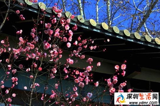 2019年南京梅花节是什么时间 南京梅花什么时候开