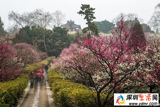 2019年南京梅花节是什么时间 南京梅花什么时候开
