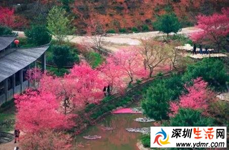 2019年南京梅花节是什么时间 南京梅花什么时候开