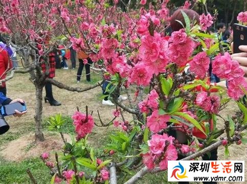 深圳38个春游好去处！赏花、爬山、放风筝。。