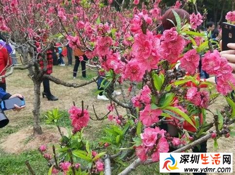 深圳38个春游好去处!赏花、爬山、放风筝。。