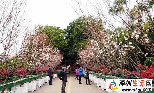 深圳38个春游好去处!赏花、爬山、放风筝。。