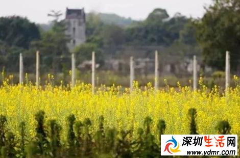 深圳38个春游好去处!赏花、爬山、放风筝。。