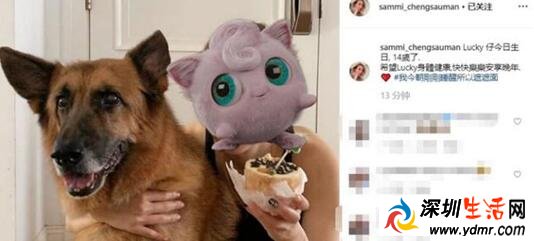 郑秀文为许志安爱犬庆生 郑秀文原谅许志安了吗