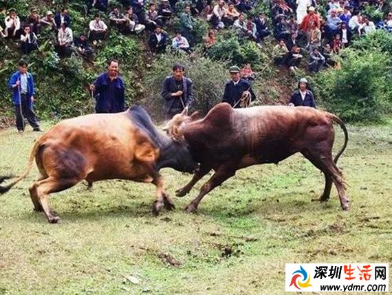 彝族火把节的第二天做什么?