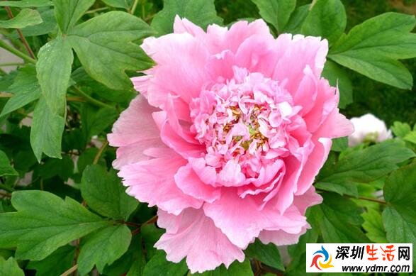 河南牡丹什么时候开花?河南看牡丹什么时候