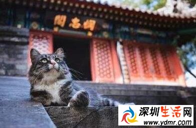 故宫的猫是什么猫为什么火了?网红院长单霁翔谈故宫的猫了什么?