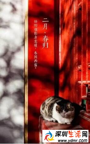 故宫的猫是什么猫为什么火了?网红院长单霁翔谈故宫的猫了什么?