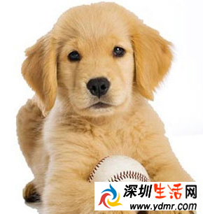 狗的最佳训练期是什么时候?该如何训练狗狗呢